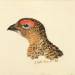 Head of Grouse, from The Farnley Book of Birds